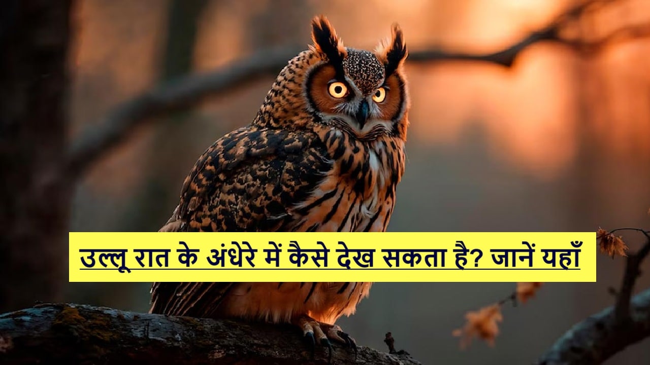 How can an owl see in the dark of night