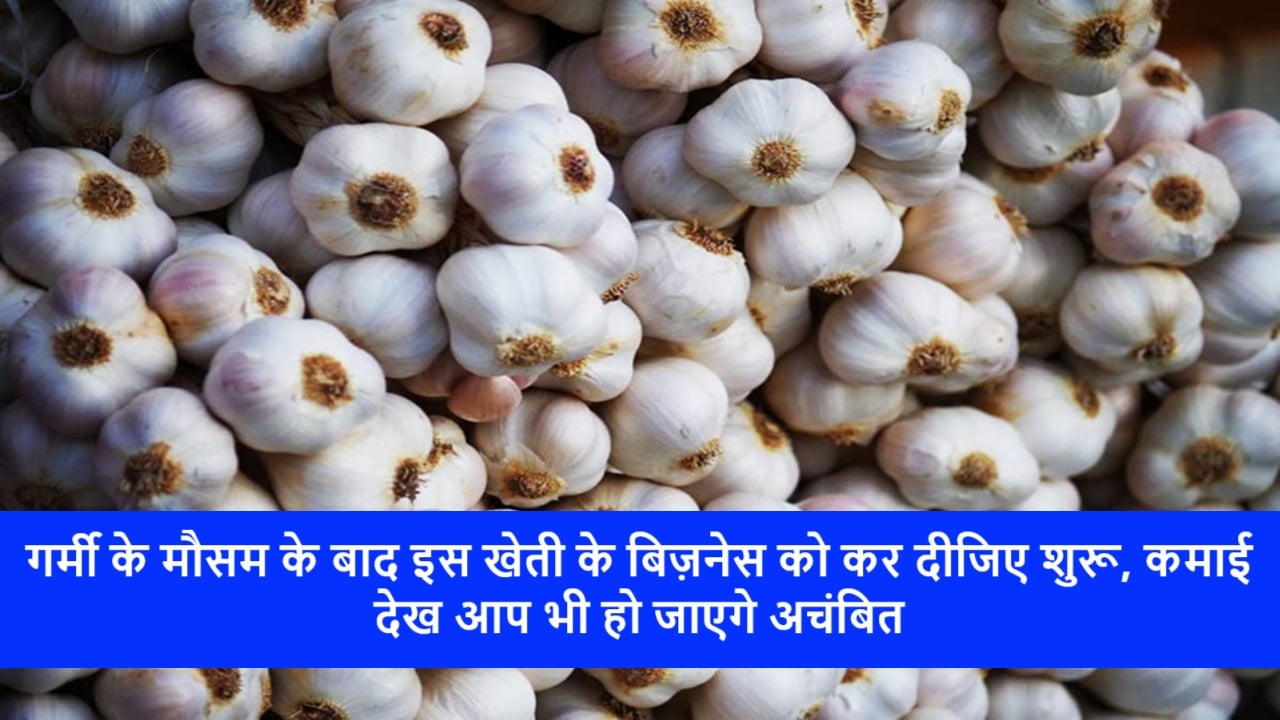 Garlic Farming Business Idea