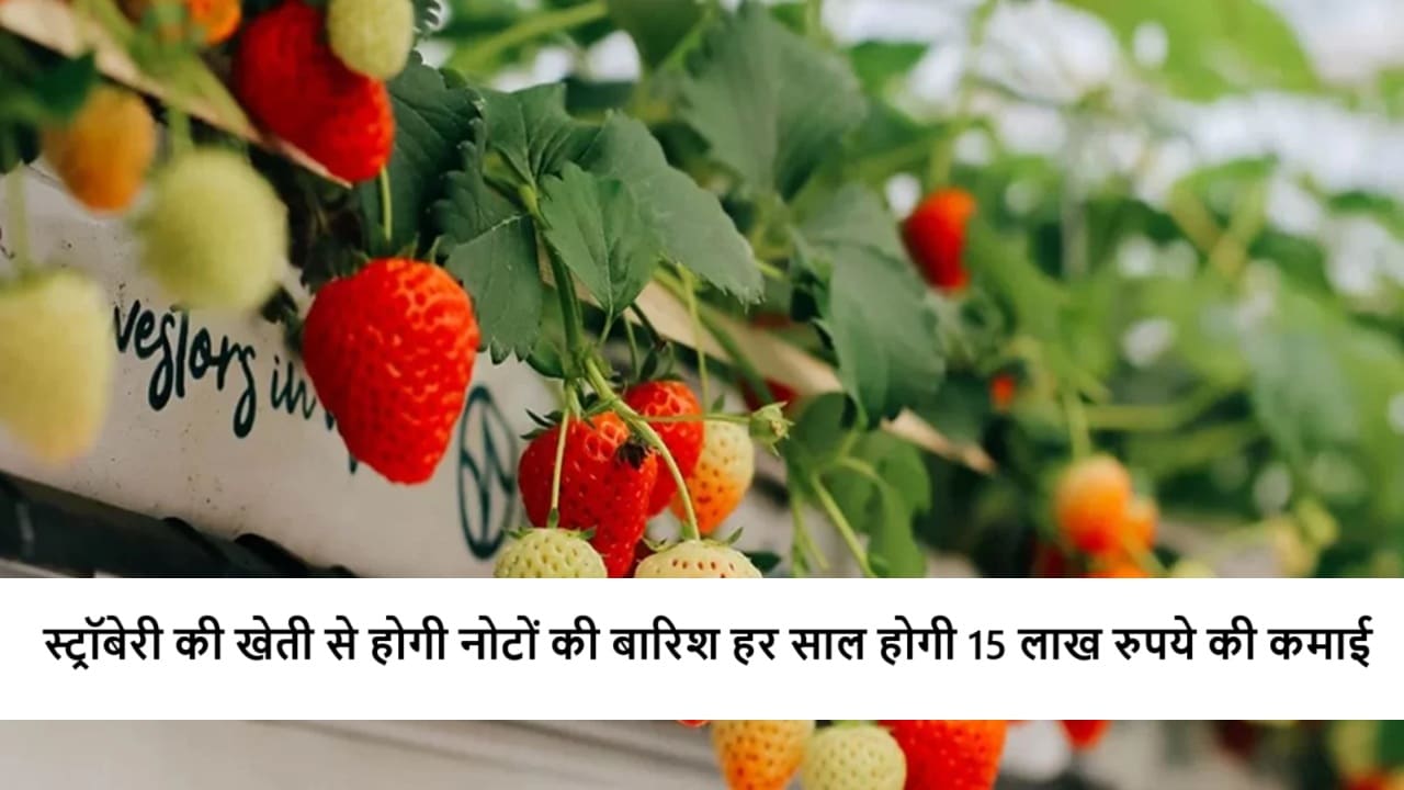 Strawberry Farming Business
